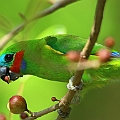 Double-eyed Fig Parrot<br />Canon EOS 7D + EF400 F5.6L